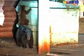 Медведи пытались спасти детеныша, застрявшего в мусорном баке, но в итоге ему помогли полицейские