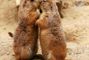 Удивительные факты о общении братьев наших меньших