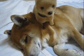 Собачьи гифки