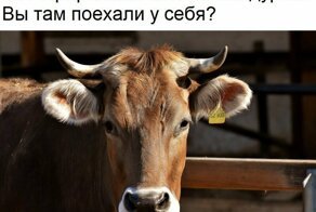 Дойка коров — изнасилование