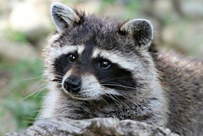 Столицу Канады заполонили пьяные еноты