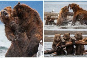 Драматические кадры: мать-медведица защищает испуганных медвежат от напавшего самца