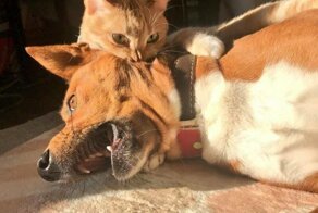 17 животных-нахалов, которые не знают, что такое стыд