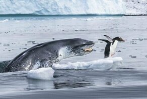 14 впечатляющих кадров дикой природы с конкурса Wildlife Photographer of the Year