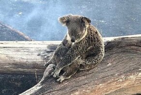Коала спасла детеныша от лесного пожара
