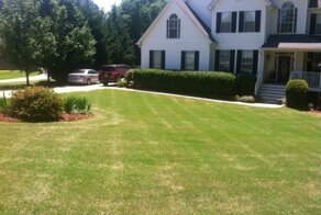 Почему газонная трава становится желтой?