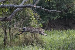 Ягуар убил крокодила, совершив невероятный бросок с дерева