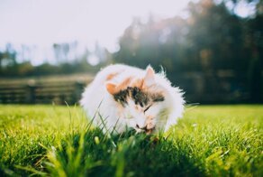 Почему кошки любят есть траву?