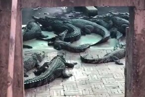 Рептилии сожрали дочь хозяина крокодиловой фермы