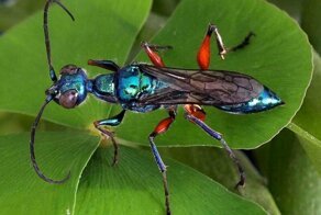 Как оса зомбирует тараканов