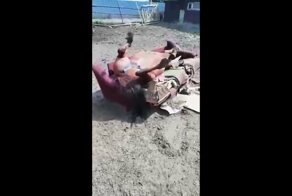 Злодей не дал поспать лошадке на диване