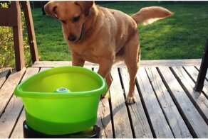 Новая игрушка заставила собаку прыгать от счастья