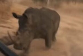 Разъяренный носорог пустился в погоню за группой туристов