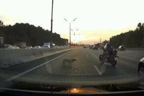 "Стой, пёсик!" — спасение собаки на Московской кольцевой