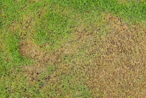 Почему сохнет газон?