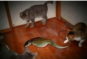 Фотоподборка для хорошего настроения