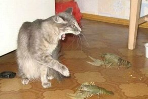 Муж пошел за пивом и вернулся с кульком живых раков