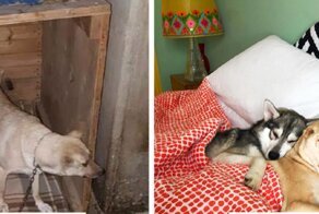 Собака обрела счастье вопреки всему