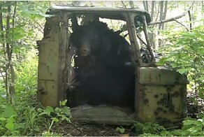 Медведь-автолюбитель облюбовал заброшенную кабину ГАЗ-66