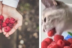 Какой вред от малины и малинового варенья?