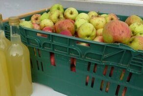 Как сделать яблочный сидр в домашних условиях