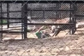 Олень напал на сотрудника сахалинского зоопарка