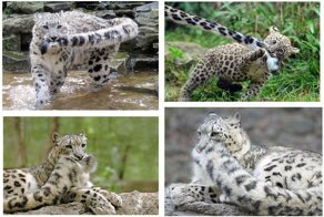 Так все-таки зачем снежный барс жует свой хвост?