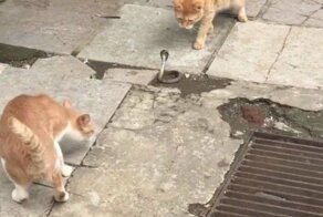 Схватка четырех котов и молодой кобры попала на видео