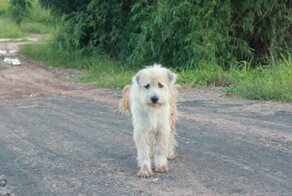 В Таиланде собака четыре года ждала свою хозяйку на перекрестке