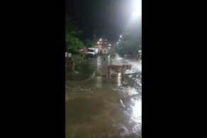 Свободно разгуливающих по индийскому городу львов сняли на видео