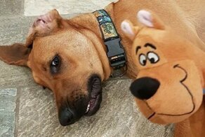 Мой пес похож на Скуби-Ду!