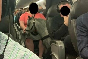 В салоне пассажирского самолета прокатилась лошадь