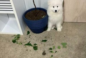 «Ни стыда ни совести»: фото питомцев, которые нашкодили и ни капли об этом не жалеют