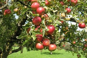 Можно ли сорвать яблоко с ветки, которая перевесилась на мой участок