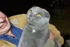 Коту больше не наливать (и не чесать)