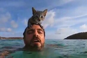 Кошка, которая обожает плавать в море вместе со своим хозяином