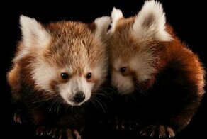 Исчезновение Ковчега: самые уязвимые виды в октябрьском выпуске National Geographic