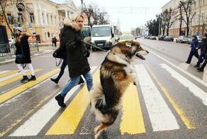 Собака-кенгуряка – удивительный пёс из Воронежа