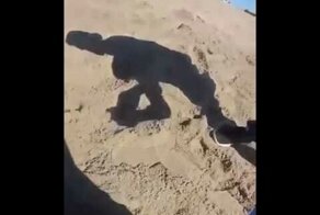 Парни помогли морскому котику