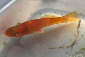 Английский ветеринар сумел прооперировать под наркозом аквариумную рыбку