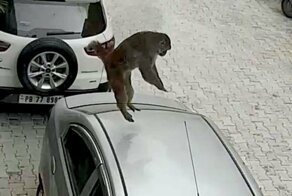 В Индии самым страшным животным для всех автомобилистов является обезьяна, и вот почему