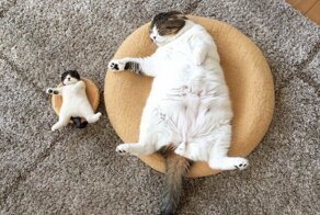 Фотографии из семейных альбомов котов