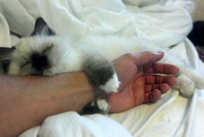 15 милых фотографий новоиспеченных хозяев с котиками, которых взяли из приюта