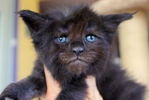 Подмосковные «котята-оборотни» покоряют интернет