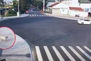 Позитивное видео с мохнатым «пешеходом» поразило пользователей