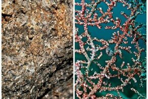 Самые скрытные животные на планете