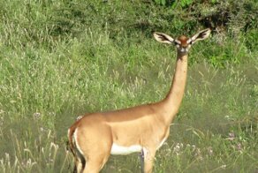 Разоблачаем ! Таких животных не бывает !