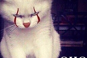 Если бы котики снимались в фильмах ужасов