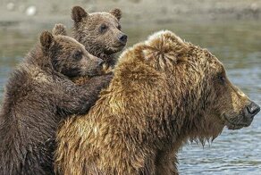 Медвежата на спине у мамы: чудесные фотографии медведей Аляски
