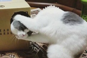 Оказалось, показалось: 23 фотографии, которые обманут ваши глаза и мозг